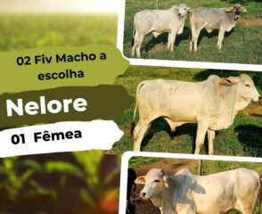nelore