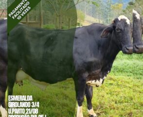 ESMERALDA SEM PREÇO
