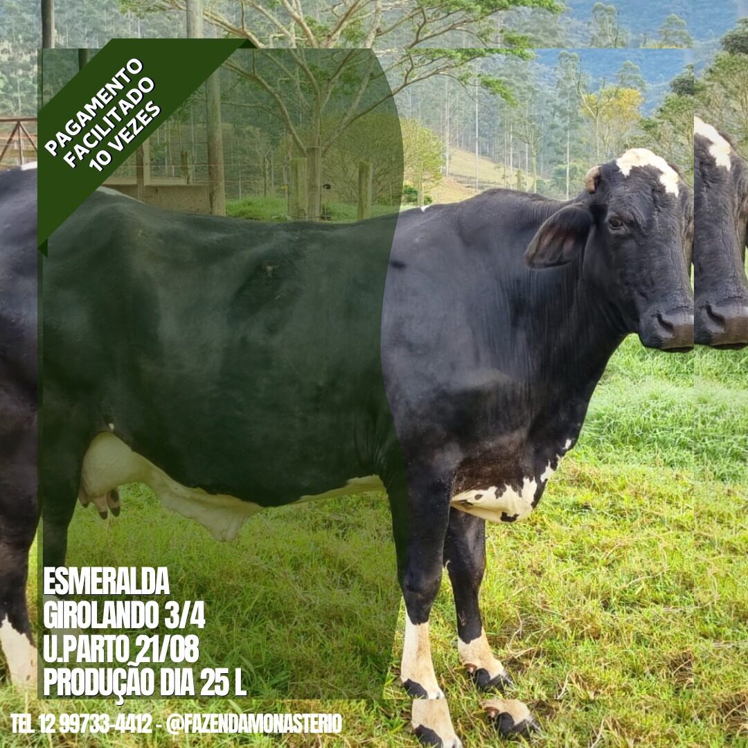 ESMERALDA SEM PREÇO