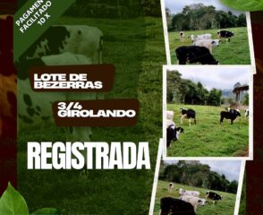 LOTE DE BEZERRA