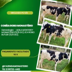 LOTE NOVILHA