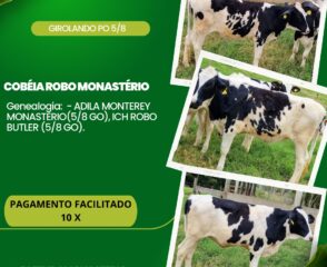 LOTE NOVILHA