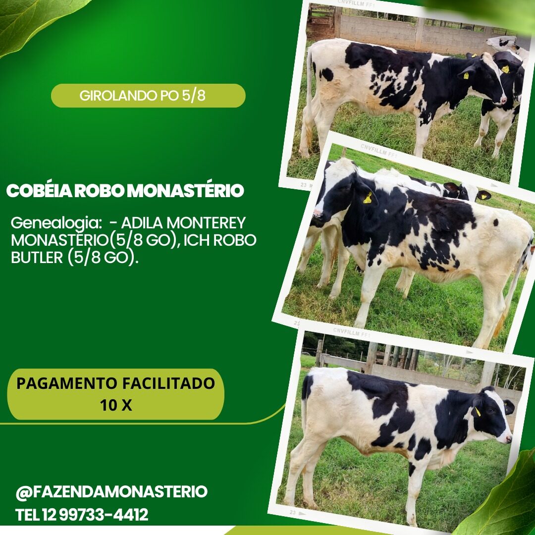 LOTE NOVILHA